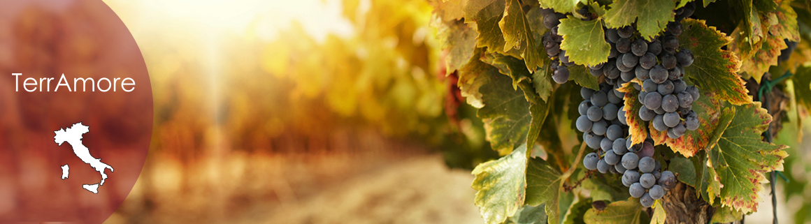 TerrAmore