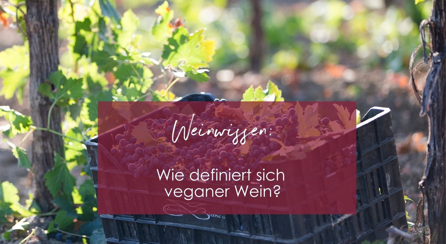 Veganer Wein - warum nicht jeder Wein vegan ist