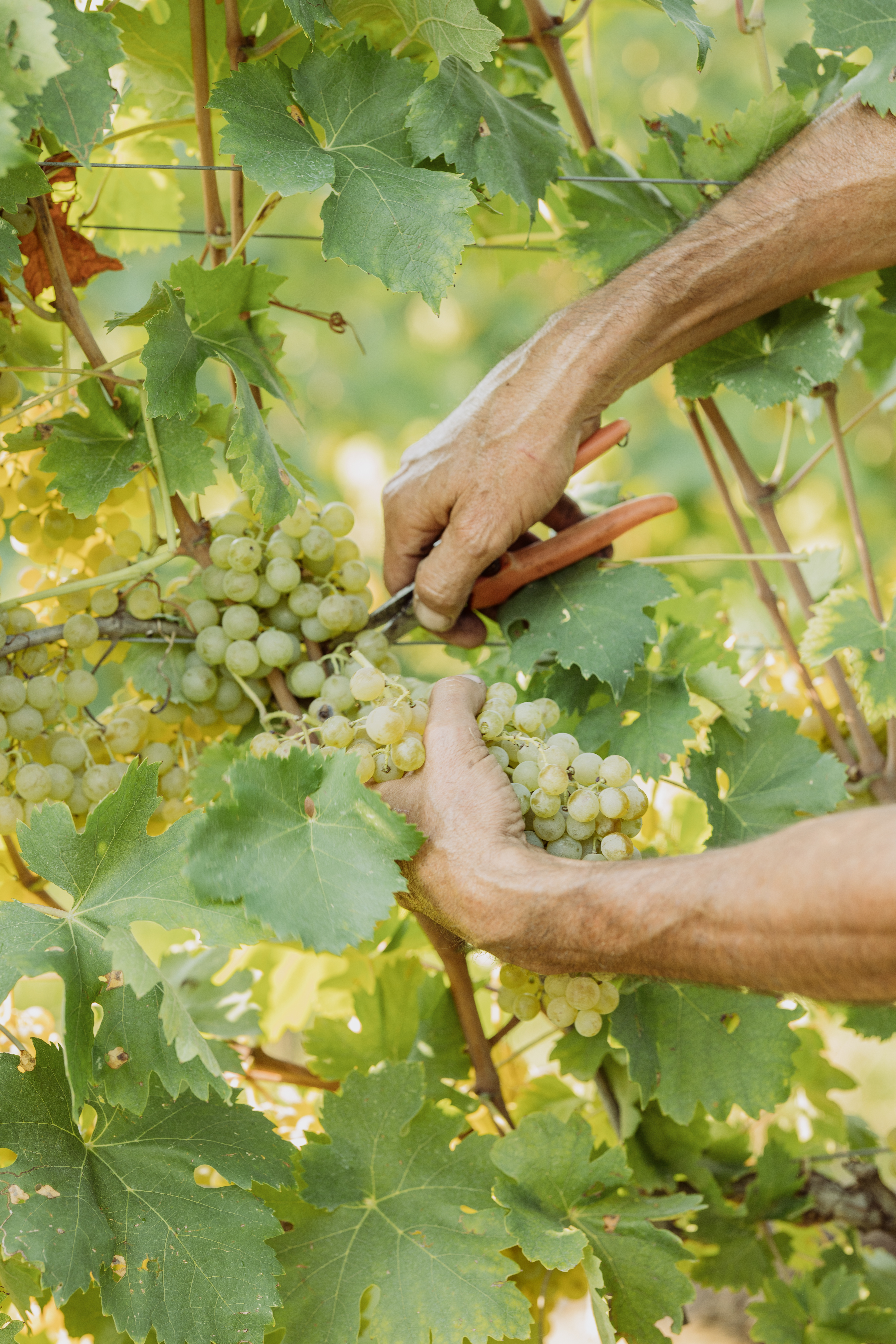 Prosecco Frizzante DOC Bertoldi Venetien Perlwein trocken