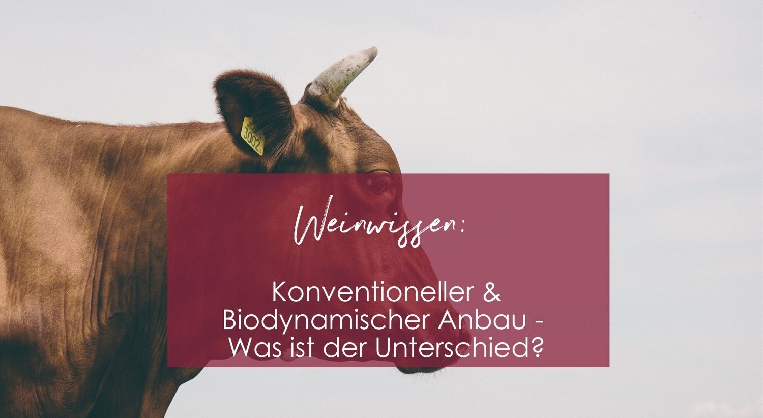 Biodynamie - Der Unterschied zu konventionellem und ökologischen Weinbau