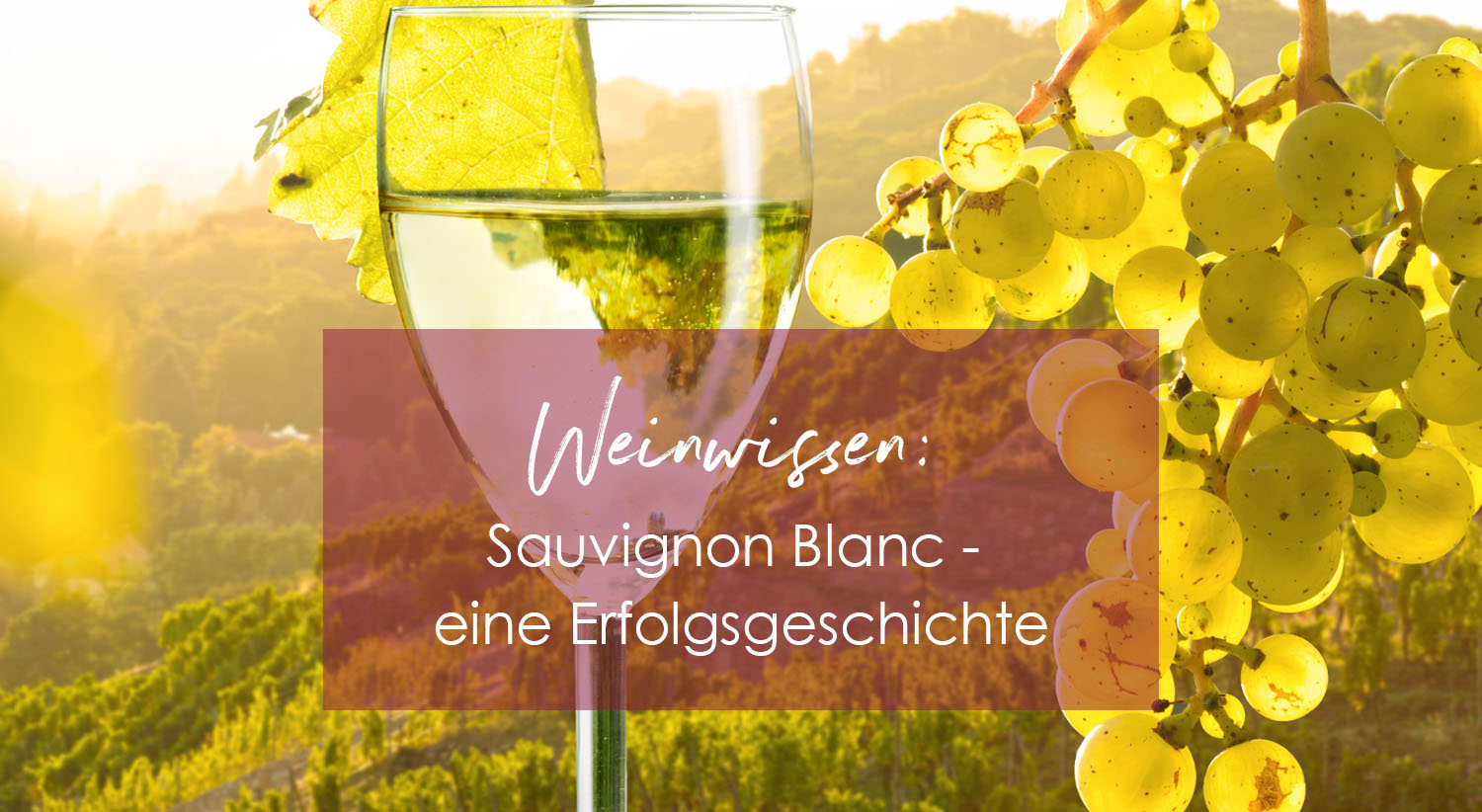 Sauvignon Blanc - eine weltweite Erfolgsgeschichte