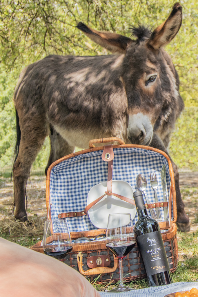 Malvasia Nera Puglia IGP Luce del Sole Apulien Rotwein halbtrocken