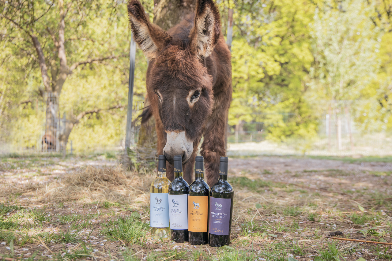 Malvasia Bianca Puglia IGT Luce del Sole Apulien Weißwein trocken