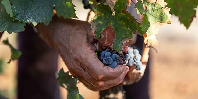 Merlot-Primitivo Tarantino IGT Contessa Marina Apulien Rotwein halbtrocken